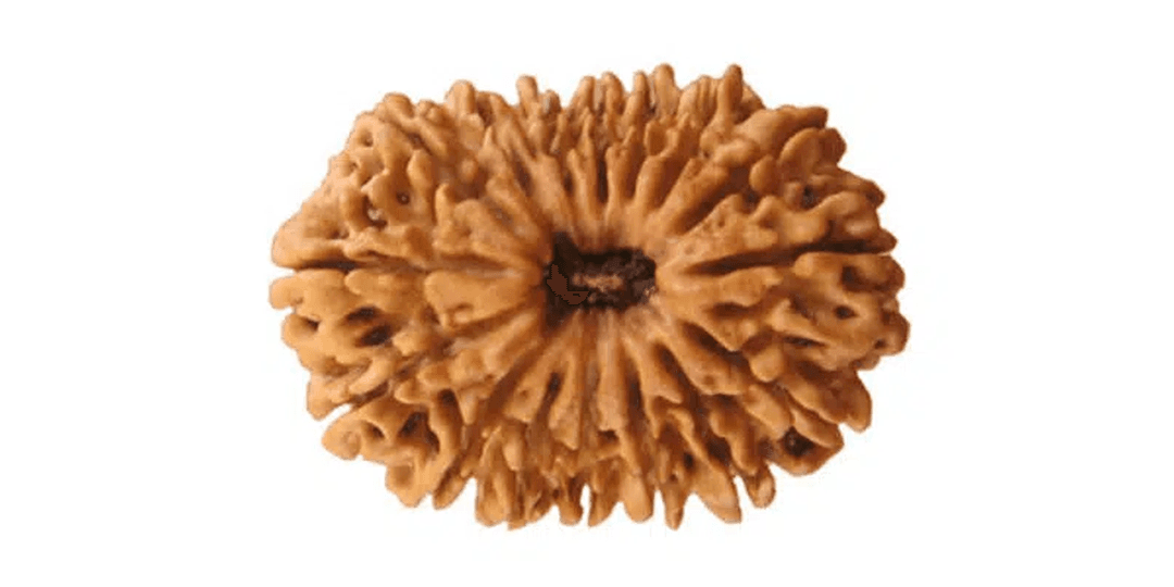 Unlock The Power Of 16 Mukhi Rudraksha: Benefits, Uses, And How To Wear It Right
